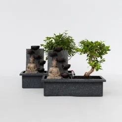 Plant in a Box Bonsai met Buddha - Set van 2 - Bonsai - Hoogte 25-35cm - ⌀29cm
