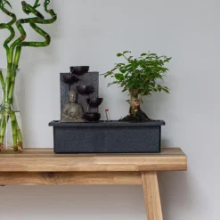 Plant in a Box Bonsai met Buddha - Set van 2 - Bonsai - Hoogte 25-35cm - ⌀29cm