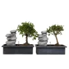 Plant in a Box Bonsai met waterval - Set van 2 - Bonsai - Hoogte 25-35cm - ⌀29cm