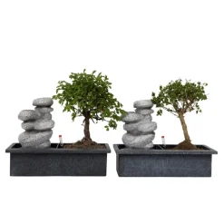 Plant in a Box Bonsai met waterval - Set van 2 - Bonsai - Hoogte 25-35cm - ⌀29cm