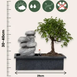 Plant in a Box Bonsai met waterval - Set van 2 - Bonsai - Hoogte 25-35cm - ⌀29cm
