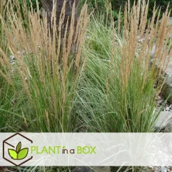 Plant in a Box Bont struisriet - Calamagrostis acutiflora 'Overdam' - Hoogte 20-30cm - ⌀23cm