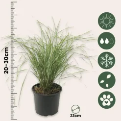 Plant in a Box Bont struisriet - Calamagrostis acutiflora 'Overdam' - Hoogte 20-30cm - ⌀23cm
