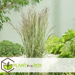 Plant in a Box Bont struisriet - Calamagrostis acutiflora 'Overdam' - Hoogte 20-30cm - ⌀23cm