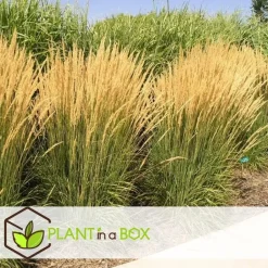 Plant in a Box Bont struisriet - Calamagrostis acutiflora 'Overdam' - Hoogte 20-30cm - ⌀23cm