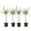 Plant in a Box Bonte dwergwilg - Set van 4 - Salix integra 'Flamingo' - Hoogte 60-80cm - ⌀17cm Discount