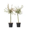 Plant in a Box Bonte dwergwilg - Set van 2 - Salix integra 'Flamingo' - Hoogte 60-80cm - ⌀17cm Hot
