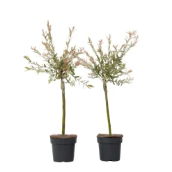 Plant in a Box Bonte dwergwilg - Set van 2 - Salix integra 'Flamingo' - Hoogte 60-80cm - ⌀17cm Hot