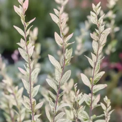 Plant in a Box Bonte dwergwilg - Set van 2 - Salix integra 'Flamingo' - Hoogte 60-80cm - ⌀17cm Hot