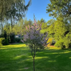 Plant in a Box Bonte dwergwilg - Set van 2 - Salix integra 'Flamingo' - Hoogte 60-80cm - ⌀17cm Hot