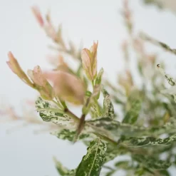 Plant in a Box Bonte dwergwilg - Set van 2 - Salix integra 'Flamingo' - Hoogte 60-80cm - ⌀17cm Hot