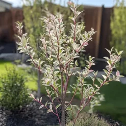 Plant in a Box Bonte dwergwilg - Set van 2 - Salix integra 'Flamingo' - Hoogte 60-80cm - ⌀17cm Hot