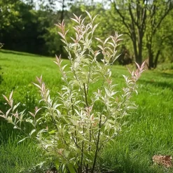 Plant in a Box Bonte dwergwilg - Set van 2 - Salix integra 'Flamingo' - Hoogte 60-80cm - ⌀17cm Hot