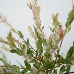 Plant in a Box Bonte dwergwilg - Set van 2 - Salix integra 'Flamingo' - Hoogte 60-80cm - ⌀17cm Hot