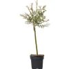 Plant in a Box Bonte Wilg - Salix integra ´Flamingo' - Hoogte 60-80cm - Pot 17cm Best