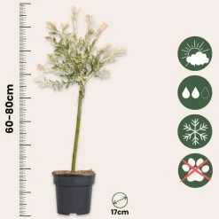 Plant in a Box Bonte Wilg - Salix integra ´Flamingo' - Hoogte 60-80cm - Pot 17cm Best