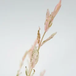 Plant in a Box Bonte Wilg - Salix integra ´Flamingo' - Hoogte 60-80cm - Pot 17cm Best