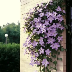 Plant in a Box Bosrank - 2 stuks - Clematis 'Hagley Hybrid' - Hoogte 100-120cm - ⌀17cm