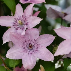 Plant in a Box Bosrank - 2 stuks - Clematis 'Hagley Hybrid' - Hoogte 100-120cm - ⌀17cm