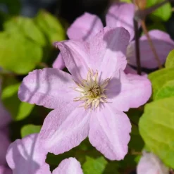 Plant in a Box Bosrank - 2 stuks - Clematis 'Hagley Hybrid' - Hoogte 100-120cm - ⌀17cm