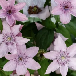 Plant in a Box Bosrank - 2 stuks - Clematis 'Hagley Hybrid' - Hoogte 100-120cm - ⌀17cm