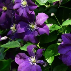 Plant in a Box Bosrank - 2 stuks - Clematis 'The President' - Hoogte 100-120cm - ⌀17cm Clearance