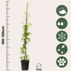 Plant in a Box Bosrank - 2 stuks - Clematis 'The President' - Hoogte 100-120cm - ⌀17cm Clearance