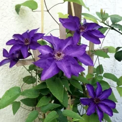 Plant in a Box Bosrank - 2 stuks - Clematis 'The President' - Hoogte 100-120cm - ⌀17cm Clearance