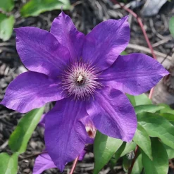 Plant in a Box Bosrank - 2 stuks - Clematis 'The President' - Hoogte 100-120cm - ⌀17cm Clearance