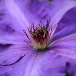 Plant in a Box Bosrank - 2 stuks - Clematis 'The President' - Hoogte 100-120cm - ⌀17cm Clearance