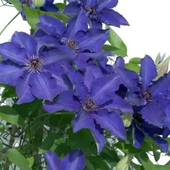 Plant in a Box Bosrank - 2 stuks - Clematis 'The President' - Hoogte 100-120cm - ⌀17cm Clearance