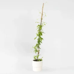 Plant in a Box Bosrank - Clematis 'Hagley Hybrid' - Hoogte 100-120cm - ⌀17cm Hot