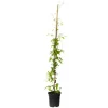Plant in a Box Bosrank - Clematis 'The President' - Hoogte 100-120cm - ⌀17cm