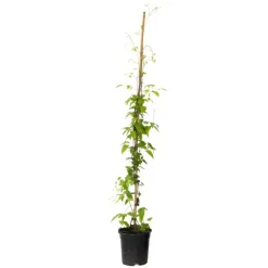 Plant in a Box Bosrank - Clematis 'The President' - Hoogte 100-120cm - ⌀17cm