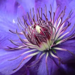 Plant in a Box Bosrank - Clematis 'The President' - Hoogte 100-120cm - ⌀17cm