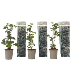 Plant in a Box Bramenplant - Set van 3 - Rubus Thornless - Hoogte 25-40cm - ⌀9cm New