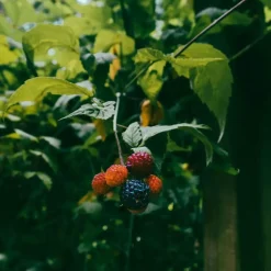 Plant in a Box Bramenplant - Set van 3 - Rubus Thornless - Hoogte 25-40cm - ⌀9cm New
