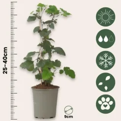 Plant in a Box Bramenplant - Set van 3 - Rubus Thornless - Hoogte 25-40cm - ⌀9cm New