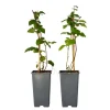 Plant in a Box Bramenplant - Set van 2 - Rubus fruticosus 'Thornfree' - Hoogte 50-60cm - ⌀15cm New