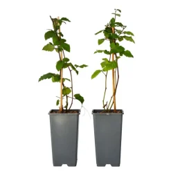 Plant in a Box Bramenplant - Set van 2 - Rubus fruticosus 'Thornfree' - Hoogte 50-60cm - ⌀15cm New