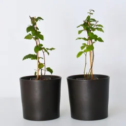 Plant in a Box Bramenplant - Set van 2 - Rubus fruticosus 'Thornfree' - Hoogte 50-60cm - ⌀15cm New