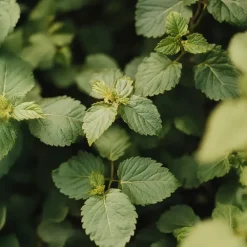 Plant in a Box Bramenplant - Set van 2 - Rubus fruticosus 'Thornfree' - Hoogte 50-60cm - ⌀15cm New