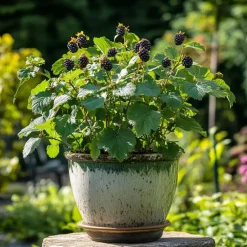 Plant in a Box Bramenplant - Set van 2 - Rubus fruticosus 'Thornfree' - Hoogte 50-60cm - ⌀15cm New