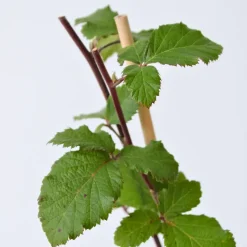 Plant in a Box Bramenplant - Set van 2 - Rubus fruticosus 'Thornfree' - Hoogte 50-60cm - ⌀15cm New