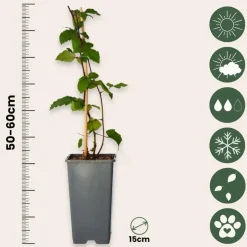 Plant in a Box Bramenplant - Set van 2 - Rubus fruticosus 'Thornfree' - Hoogte 50-60cm - ⌀15cm New