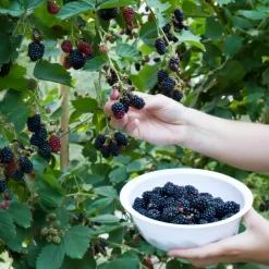 Plant in a Box Bramenplant - Set van 2 - Rubus fruticosus 'Thornfree' - Hoogte 50-60cm - ⌀15cm New