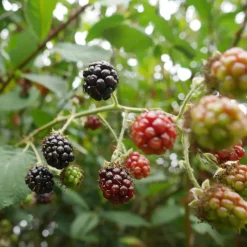Plant in a Box Bramenplant - Set van 2 - Rubus fruticosus 'Thornfree' - Hoogte 50-60cm - ⌀15cm New