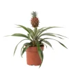 Plant in a Box Bromelia - Ananas comosus 'Mi Amigo' - Hoogte 35-45cm - ⌀12cm Discount
