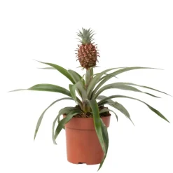 Plant in a Box Bromelia - Ananas comosus 'Mi Amigo' - Hoogte 35-45cm - ⌀12cm Discount