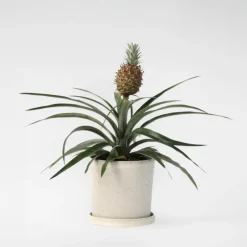 Plant in a Box Bromelia - Ananas comosus 'Mi Amigo' - Hoogte 35-45cm - ⌀12cm Discount